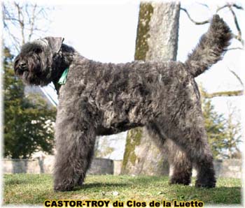bouvier des flandres du clos de la luette - copyright d&eacute;pos&eacute;